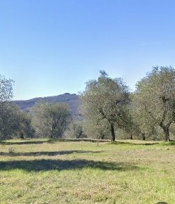 Foto Terreno agricolo a Pontassieve di 2000 m² in vendita