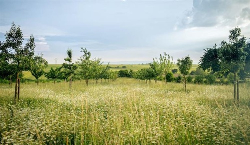 Foto Terreno edificabile in Via Cassia, Roma di 28000 m² in vendita