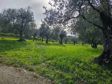 Foto Terreno agricolo a Pontassieve di 10000 m² in vendita