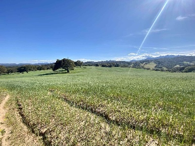 Foto Terreno agricolo in Taroni, Telti in vendita