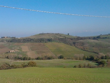 Foto Terreno agricolo a Torrita di Siena Centro in vendita