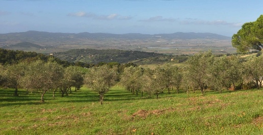 Foto Terreno agricolo in Via della Repubblica, Castellina Marittima