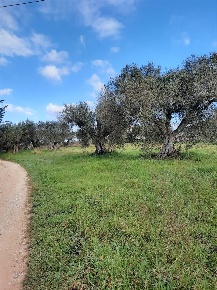 Foto Terreno agricolo a Orbetello di 4500 m² in vendita