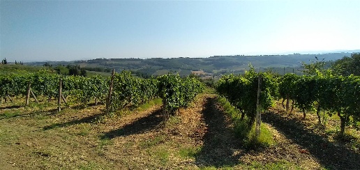 Foto Terreno agricolo in via Lucardese 213, Montespertoli di 13794 m²
