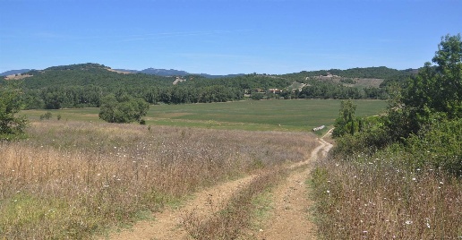 Foto Terreno agricolo in Strada Vicinale di Faltona, Bibbona in vendita