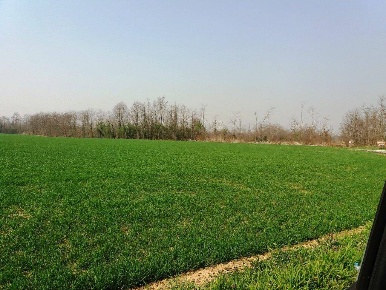 Foto Terreno agricolo a Mezzago Centro di 7060 m² in vendita
