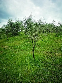 Foto Terreno agricolo in giunchetine, Cavriglia Cavriglia Monastero