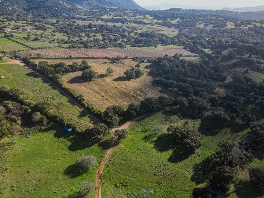 Foto Terreno agricolo in sp38, Telti in vendita