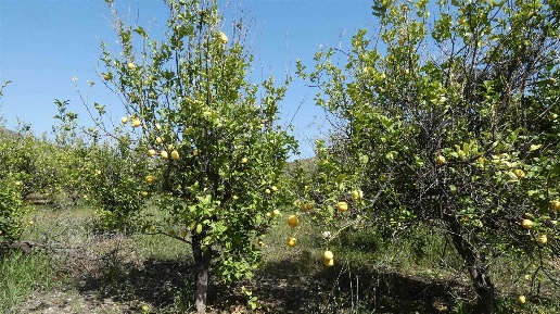 Foto Terreno agricolo in Strada Provinciale 81, Calatabiano in vendita