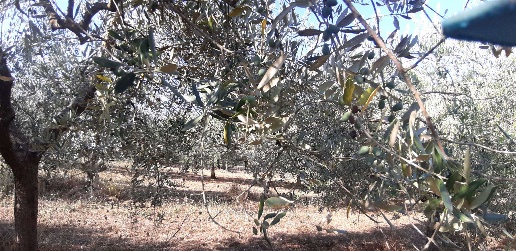 Foto Terreno agricolo a Chianciano Terme Centro di 70 m² in vendita