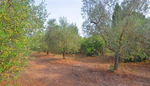 Foto Terreno agricolo in località Il Poggetto, Suvereto Poggetto in vendita