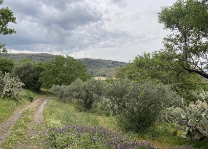 Foto Terreno agricolo a Militello in Val di Catania di 16000 m² in vendita