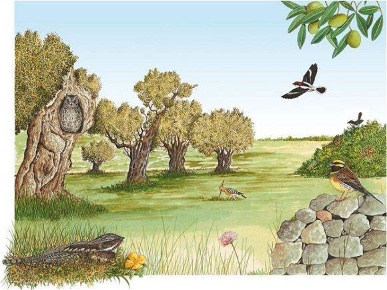 Foto Terreno agricolo a Sermoneta di 1437 m² in vendita