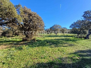 Foto Terreno agricolo in Via Li Furreddi, Telti in vendita