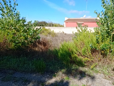 Foto Terreno agricolo a Torchiarolo Lendinuso di 1200 m² in vendita