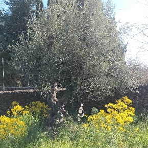 Foto Terreno agricolo a Belpasso Segreta di 4020 m² in vendita