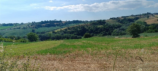 Foto Terreno agricolo in Via Collefiore  Snc, Collevecchio di 65000 m²