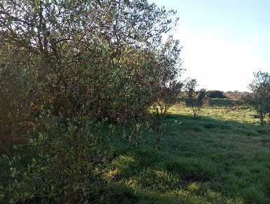 Foto Terreno agricolo a Alghero in vendita