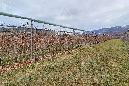 Foto Terreno industriale a Termeno sulla strada del vino di 5020 m²