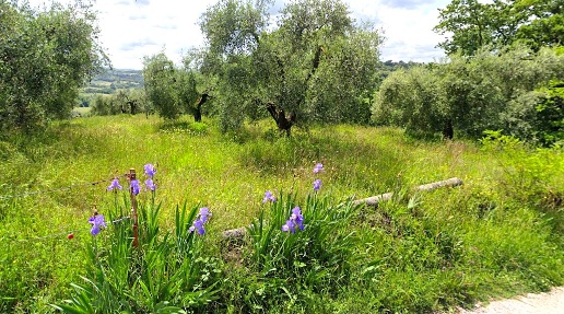 Foto Terreno agricolo in strada san giovanni snc, Cantalupo in Sabina