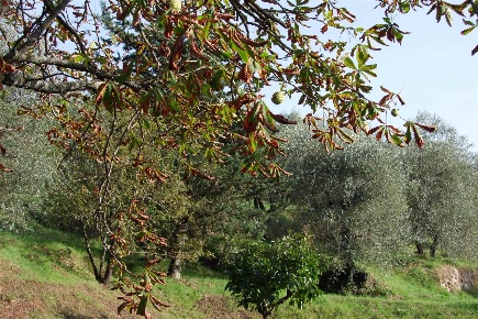 Foto Terreno agricolo in via scopeti, Rufina Scopeti di 31570 m² in vendita
