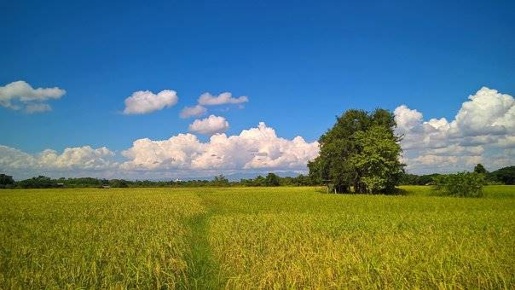 Foto Terreno agricolo a Novara Torrion Quartara in vendita