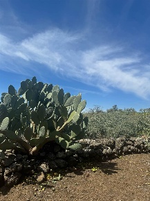 Foto Terreno agricolo in STRADA COMUNALE CAVALIERE BOSCO 55 in vendita