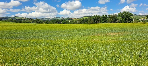 Foto Terreno agricolo a Monte Roberto in vendita