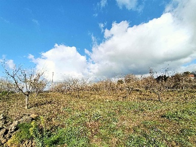 Foto Terreno agricolo in Via Calatafimi SN, Belpasso in vendita