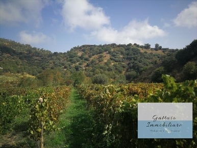 Foto Terreno agricolo in palizzi superiore, Palizzi in vendita