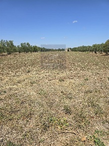 Foto Terreno agricolo a Corato di 6620 m² in vendita