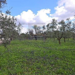 Foto Terreno agricolo a Corato di 7800 m² in vendita