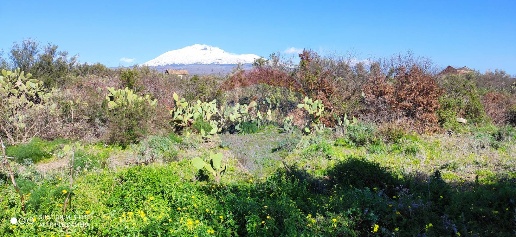 Foto Terreno agricolo in Contrada scalilli, Paternò in vendita