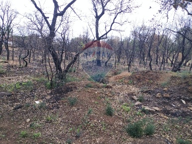 Foto Terreno agricolo in Contrada Corvacchio, Caltagirone in vendita