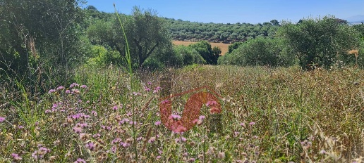 Foto Terreno agricolo in Contrada Mosti, Benevento Mosti di 8624 m²