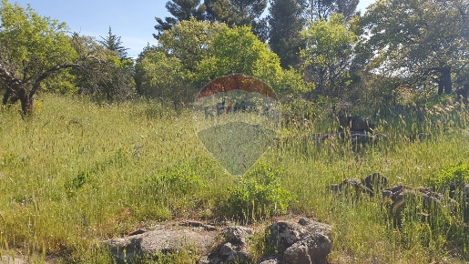Foto Terreno agricolo in CONTRADA MONTALTO (ZONA PRATER), Biancavilla