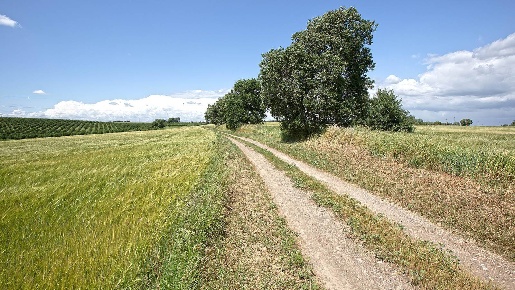 Foto Terreno agricolo in Strada Castiglione, Viterbo in vendita