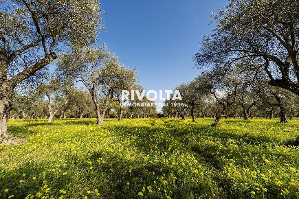 Foto Terreno agricolo in strada statale 291, Alghero in vendita