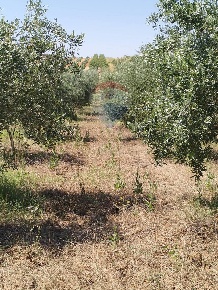 Foto Terreno residenziale in VIA BALSAMO, Caltagirone in vendita