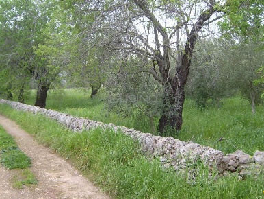 Foto Terreno agricolo in MONASTERI, Siracusa Monasteri di 10000 m²