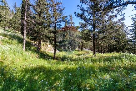 Foto Terreno agricolo in Via Castellana, Palermo Borgo Nuovo - Castellana