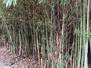 Foto Terreno agricolo in Via dei Munaron, Piombino Dese di 57000 m²