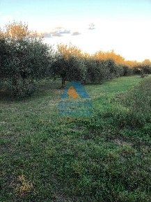 Foto Terreno agricolo a Empoli di 1500 m² in vendita