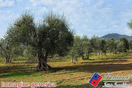 Foto Terreno agricolo in VIA CESULO, Fondi di 10000 m² in vendita