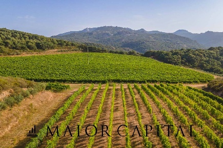 Foto Terreno agricolo in Via Sigara, Calangianus in vendita