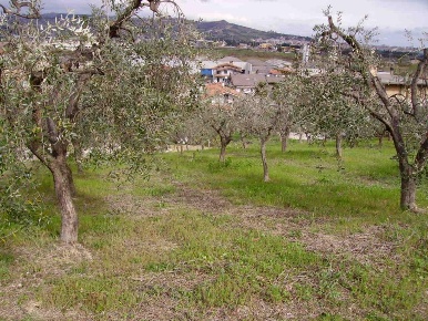 Foto Terreno residenziale in Contrada San Giovanni, Colonnella di 1320 m²