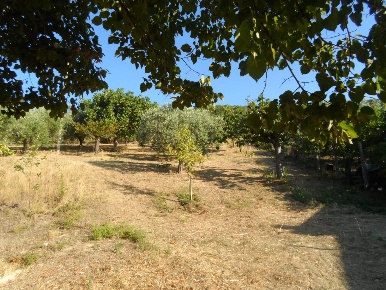 Foto Terreno residenziale in Contrada San Giovanni, Colonnella di 1320 m²