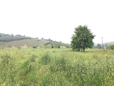 Foto Terreno agricolo in Foglianise, Benevento Centro di 16000 m²