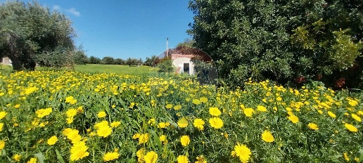 Foto Terreno agricolo in via delle cernie, Pozzallo di 8550 m² in vendita