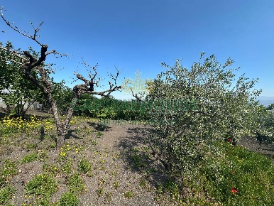 Foto Terreno agricolo a San Giuseppe Vesuviano Centro di 3592 m² in vendita